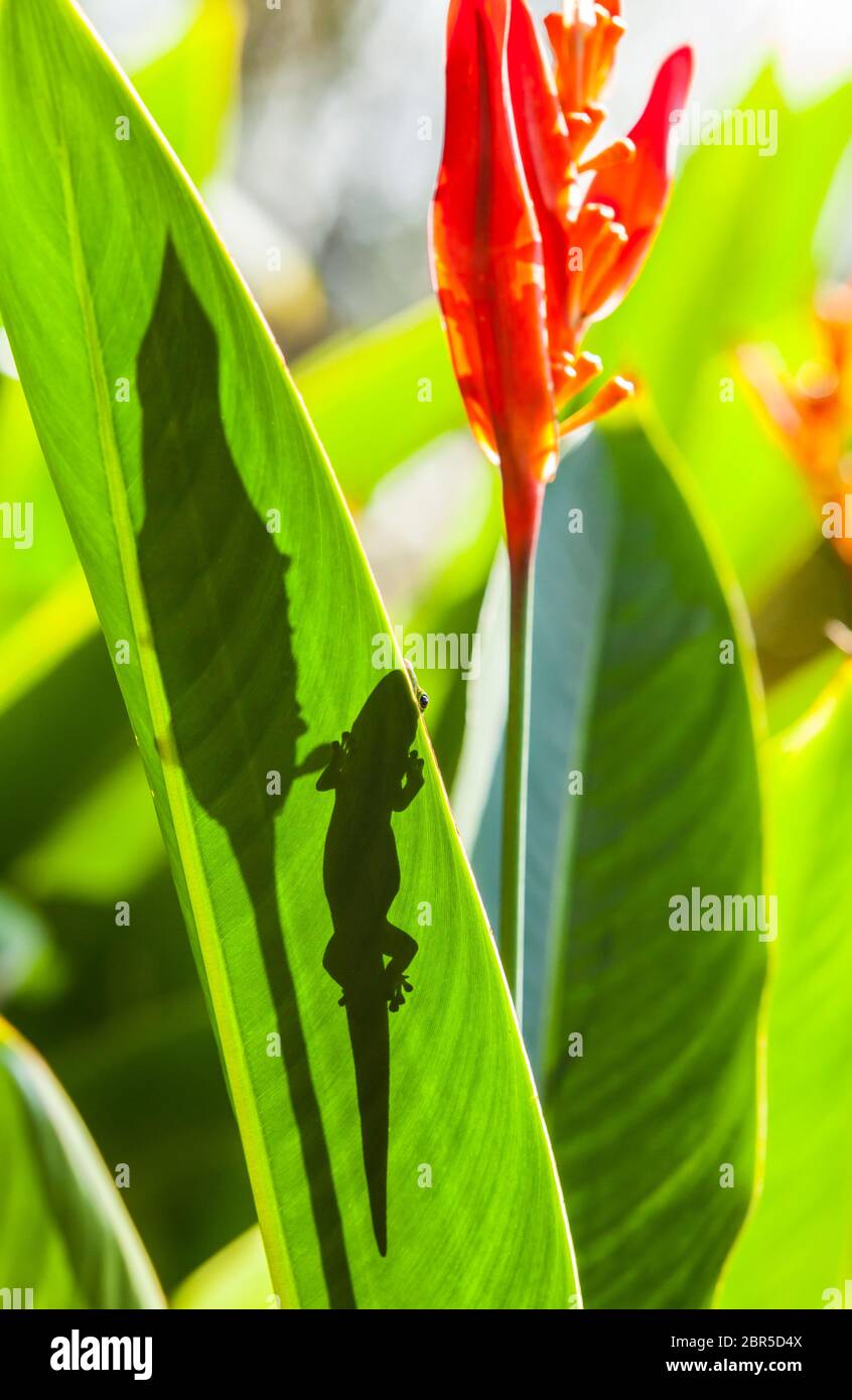 Gold dust plants hi-res stock photography and images - Alamy