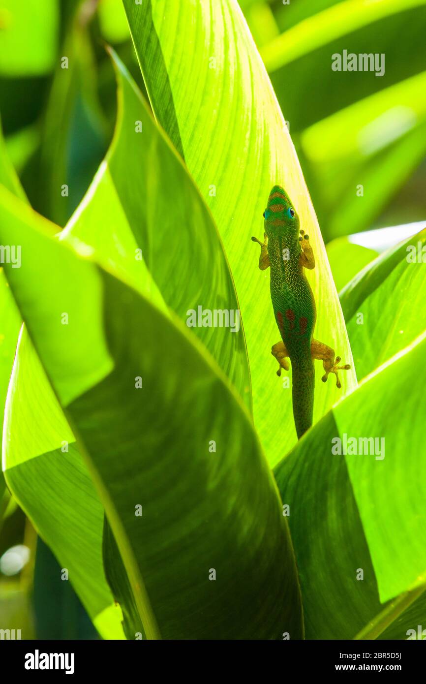 Gold dust plants hi-res stock photography and images - Alamy