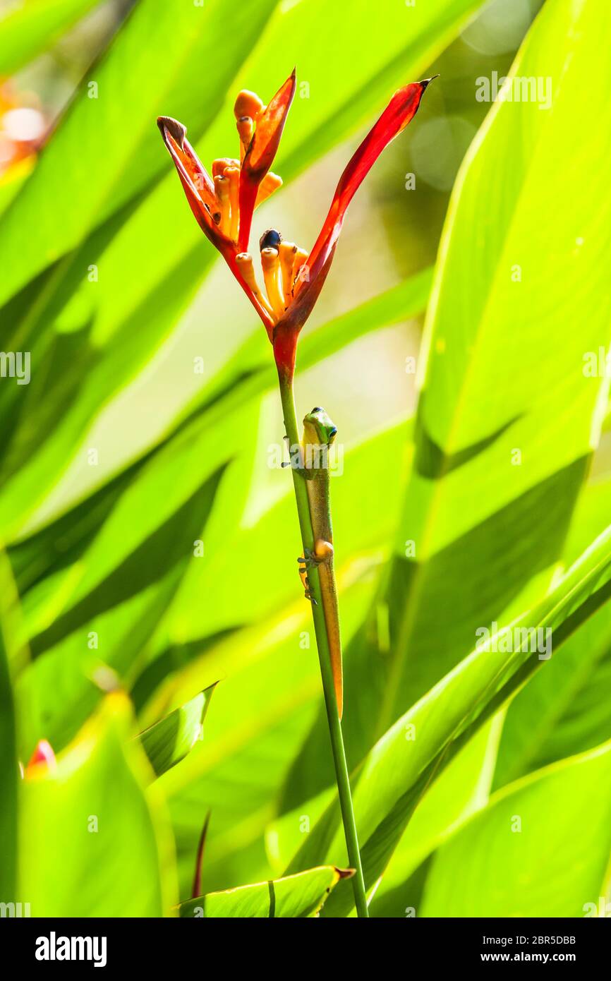 A Gecko on a plant leaf with head turned directly toward viewer, Puna, Hawai'i, Hawaii, USA. Stock Photo