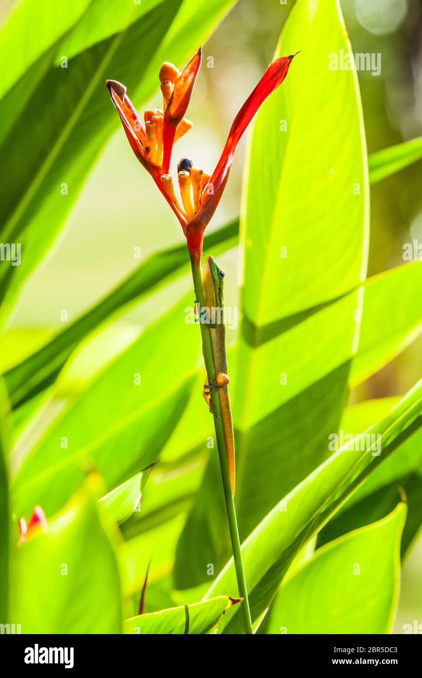 A Gecko on the stem of a flower in a garden, Puna, Hawai'i, Hawaii, USA. Stock Photo
