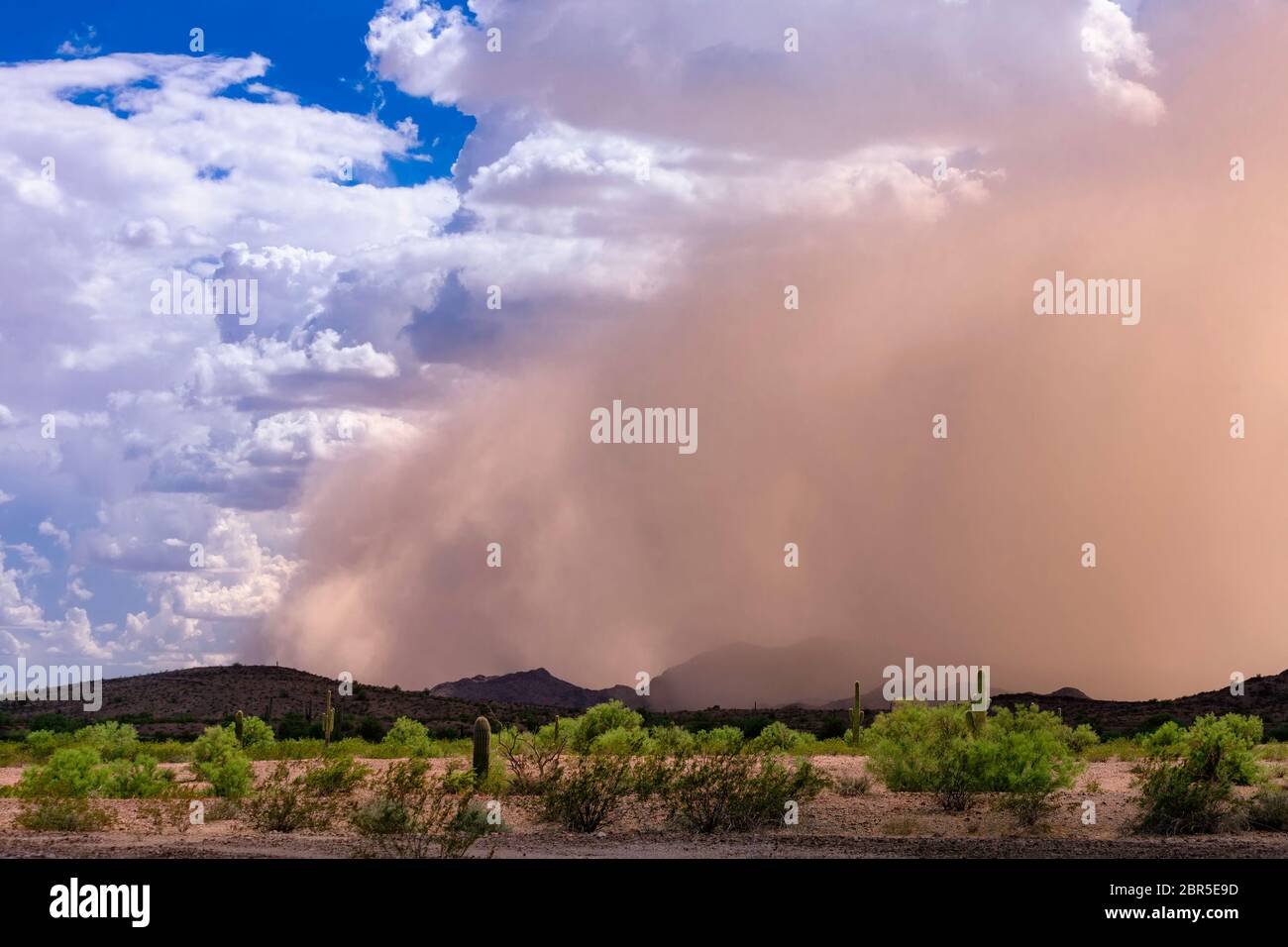 Leading edge of Haboob dust storm in the Arizona desert Stock Photo - Alamy