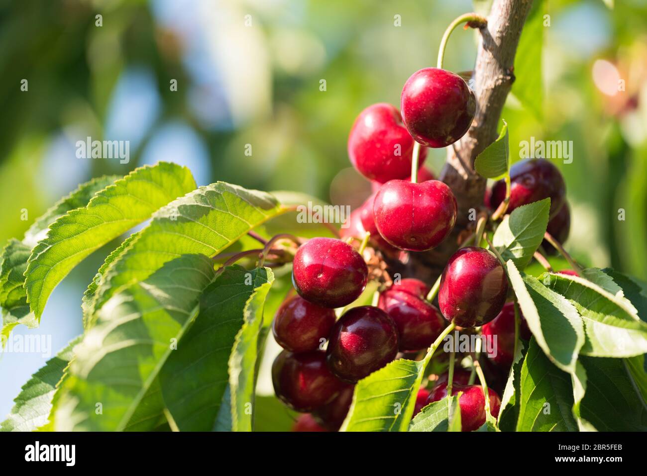 Red cherry tree hi-res stock photography and images - Alamy