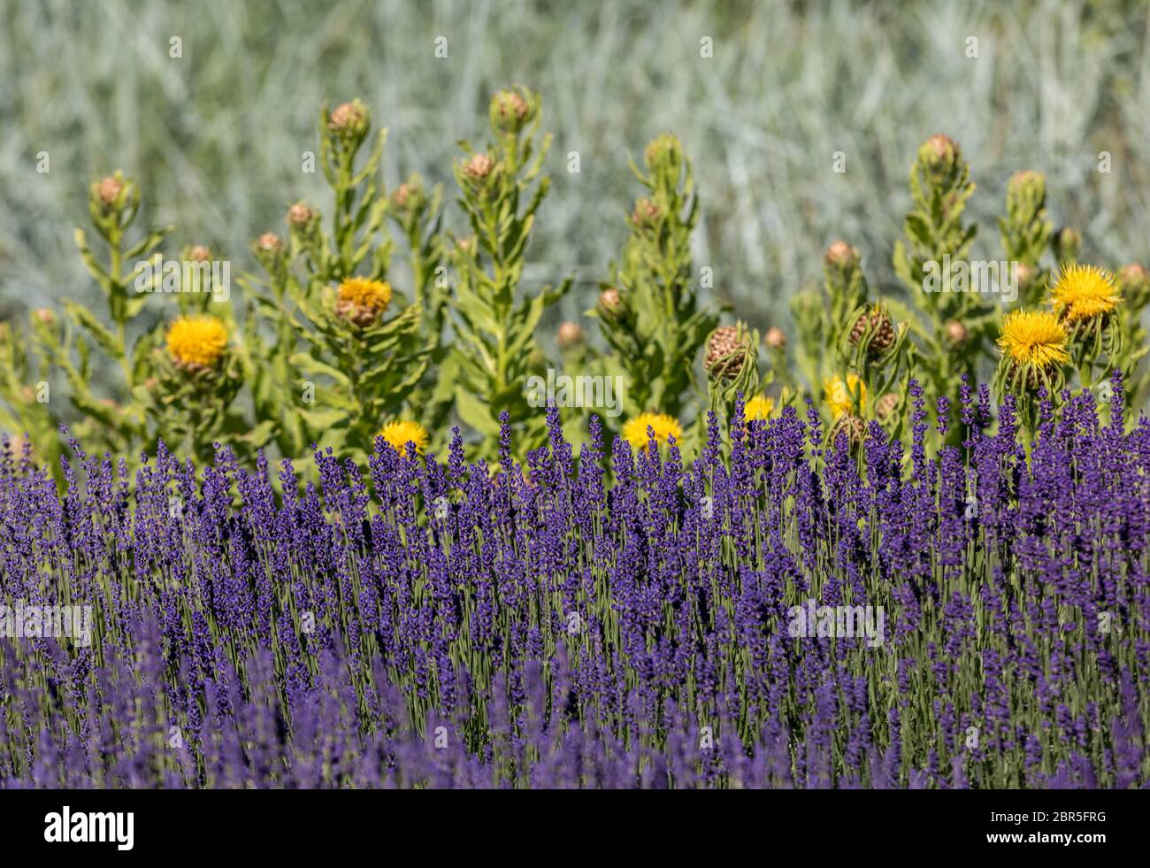 the flourishing lavender and yellow star-thistle flowers Stock Photo