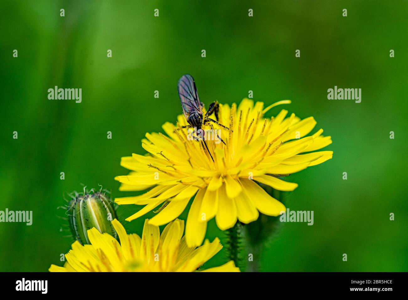 Flower feeds food garden hi-res stock photography and images - Alamy