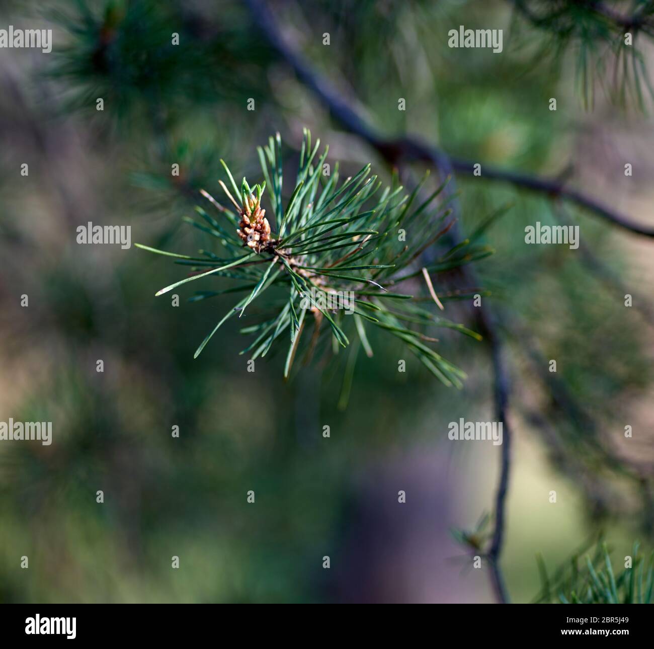 green pine tree branch, selective focus, close up Stock Photo - Alamy