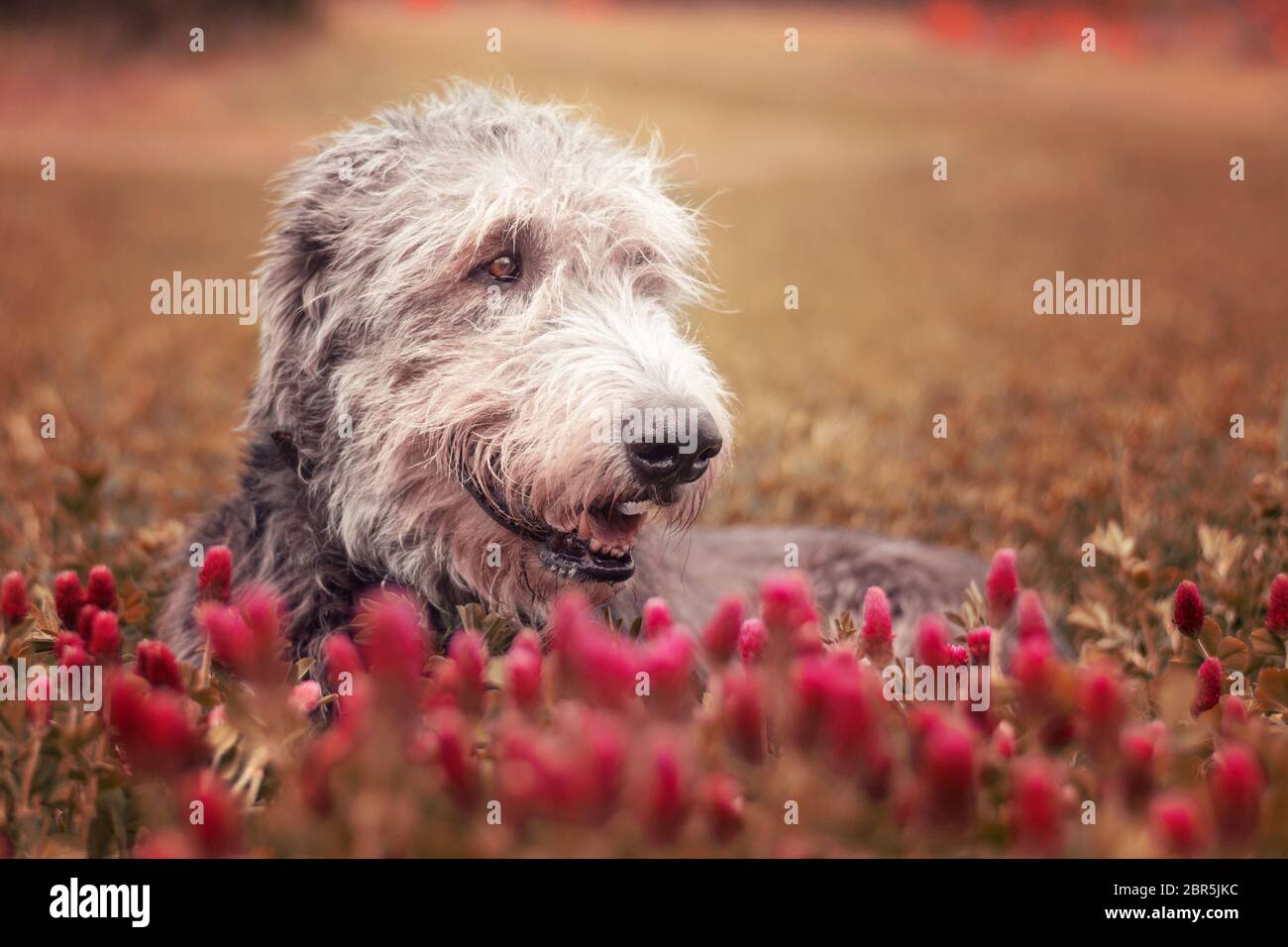 Dog lying in a purple clover. Loyal friend. Irish Wolfhound. Stock Photo