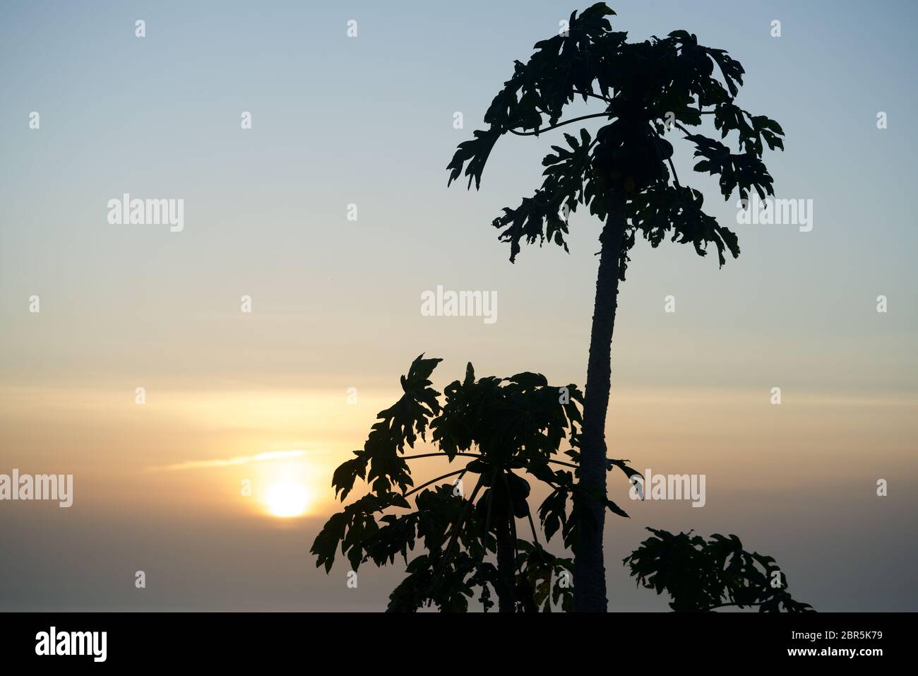 Papaya trees in the yellow evening sun Stock Photo Alamy