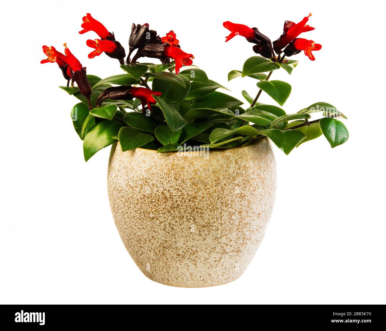 Closeup of an isolated potted red lipstick plant Stock Photo