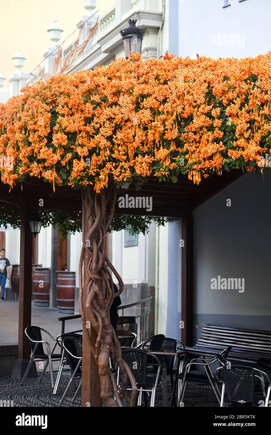 Orange trumpet vine grown like a tree Stock Photo