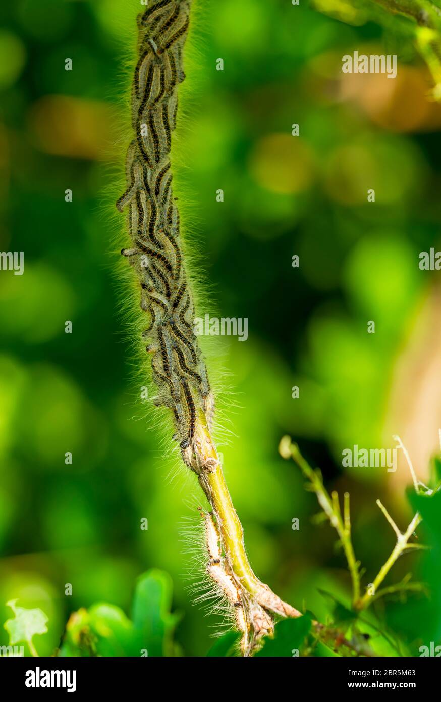 Nest oak processionary caterpillar (Thaumetopoea processionea) in an