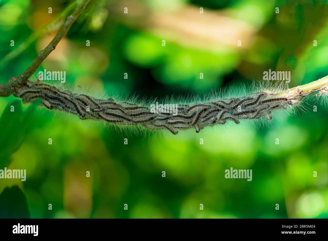 Nest oak processionary caterpillar (Thaumetopoea processionea) in an