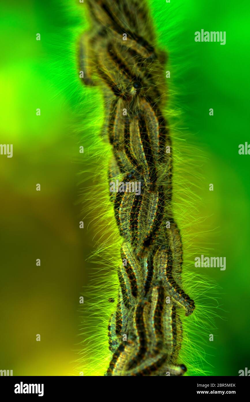 Oak processionary moth rash hires stock photography and images Alamy