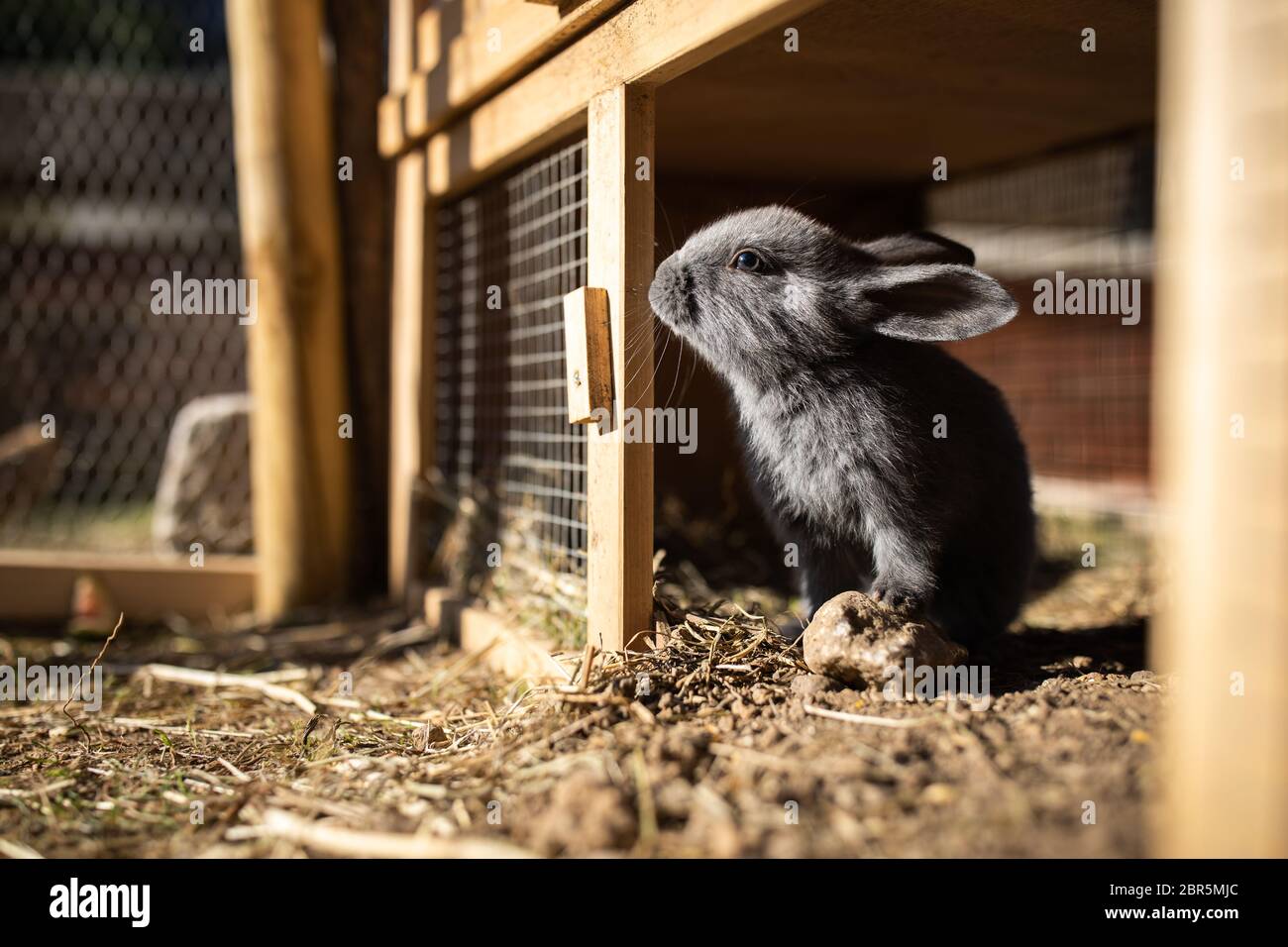 Cute baby rabbits in a farm Stock Photo Alamy