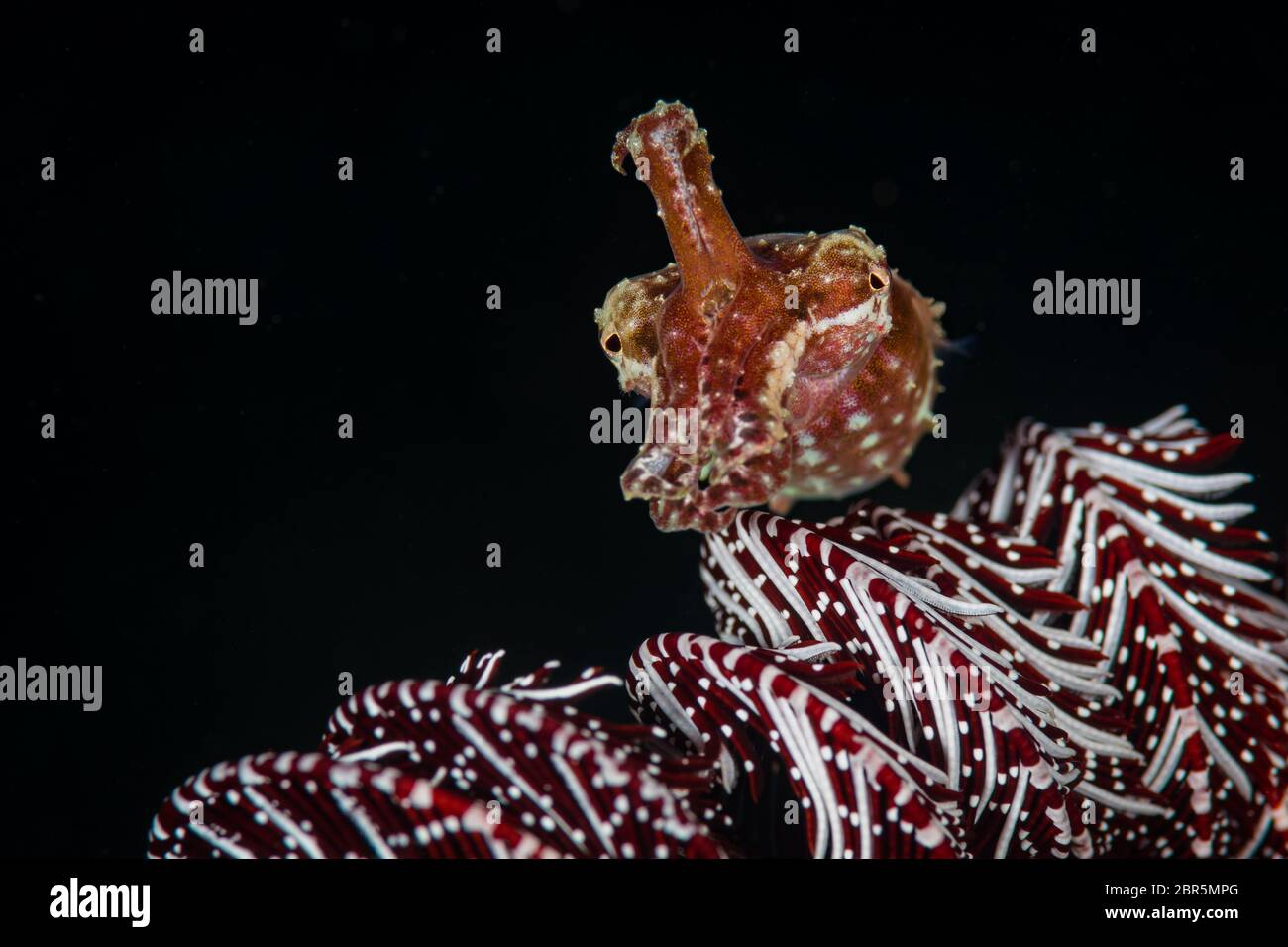 Broadclub cuttlefish: (Sepia latimanus) on the Wreck Point dive site, Puerto Galera, Philippines Stock Photo