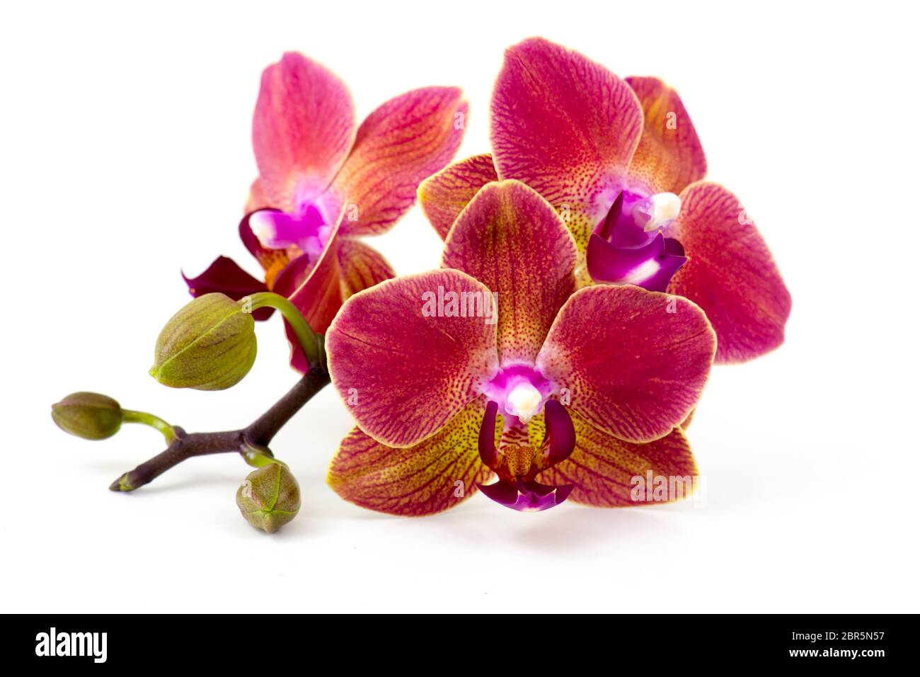 Beautiful colorful orchid - phalaenopsis - white background Stock Photo