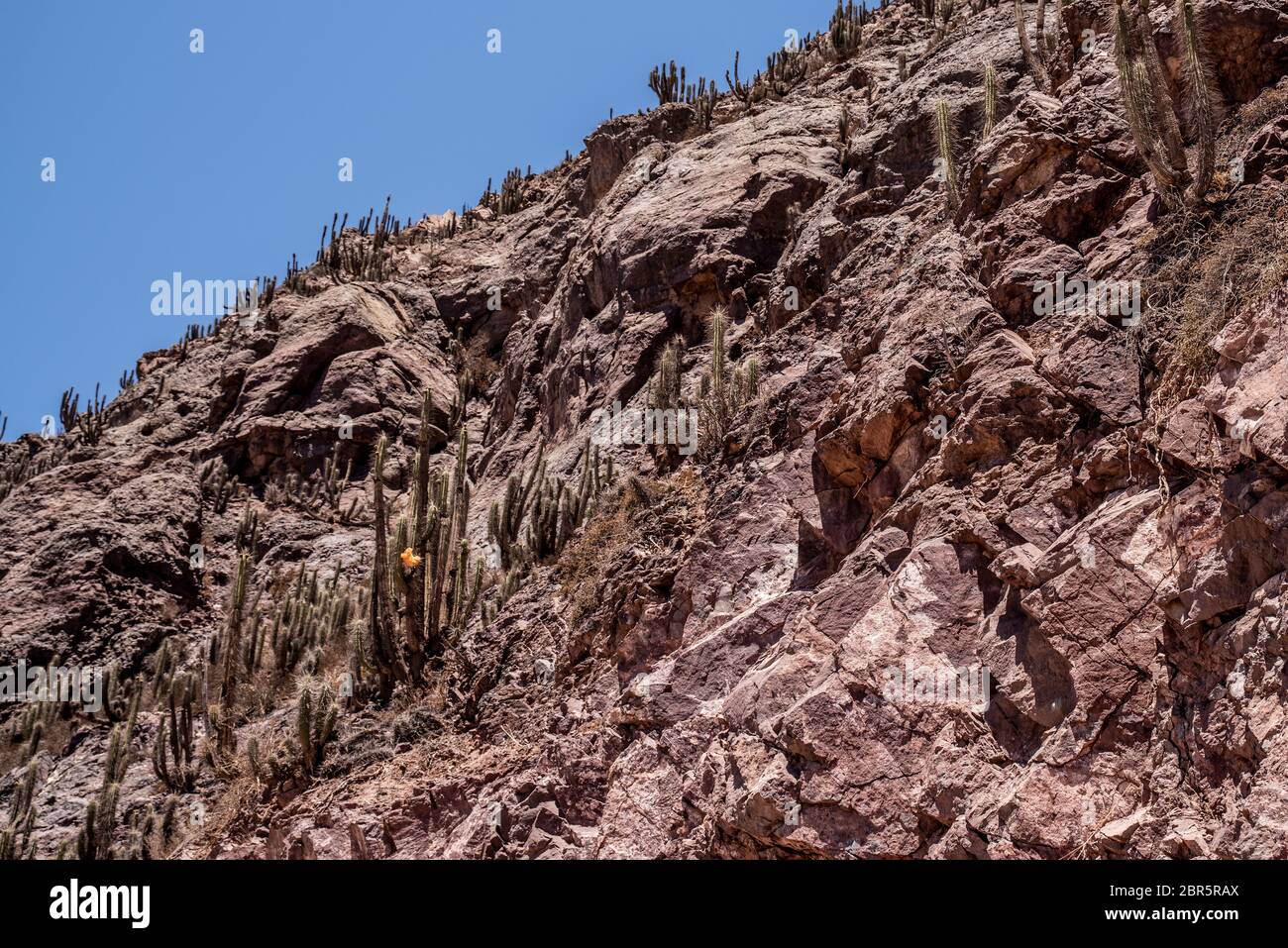 Felsformationen und Pflanzen im Elqui-Tal, Chile, Südamerika Stock Photo