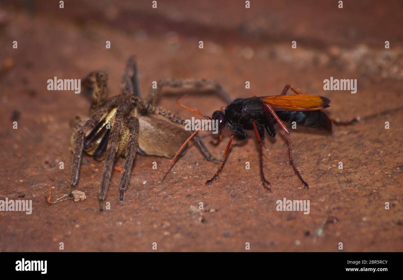 Spider eating wasp, Pompilidae Sp. with it's Rain Spider ( Palystes superciliosus) prey 7 Stock Photo