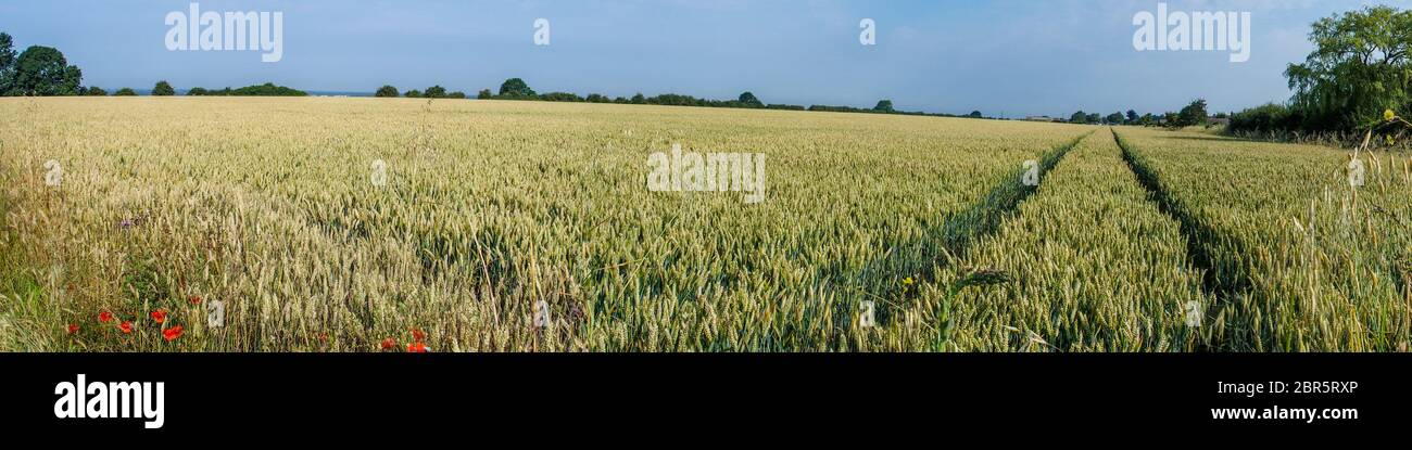 Fields near the Viking Way between Waddington and Bracebridge Heath Stock Photo