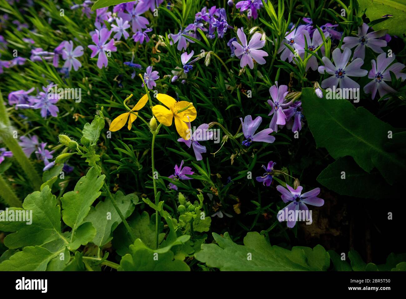 Phlox subulata, also known as the moss phlox. Blue flowers. Stock Photo