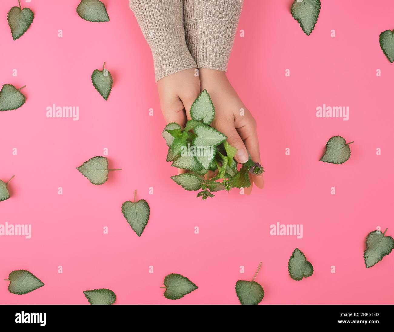 two female hands and fresh green leaves of a plant on a pink background, top view. Concept of natural care cosmetics for skin against wrinkles and agi Stock Photo