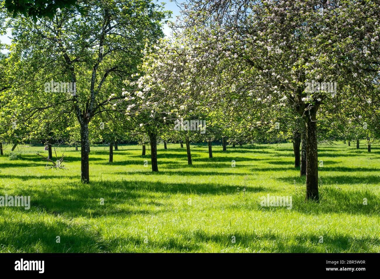 A beautiful green orchard with pink apple blossom trees in Somerset. Stock Photo
