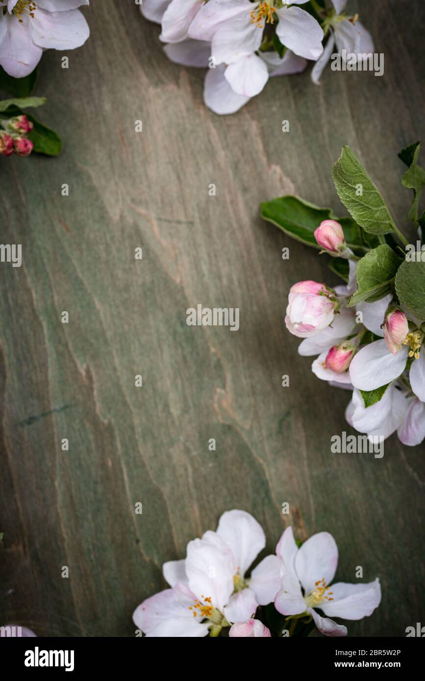 Blooming apple tree. Spring background Stock Photo - Alamy