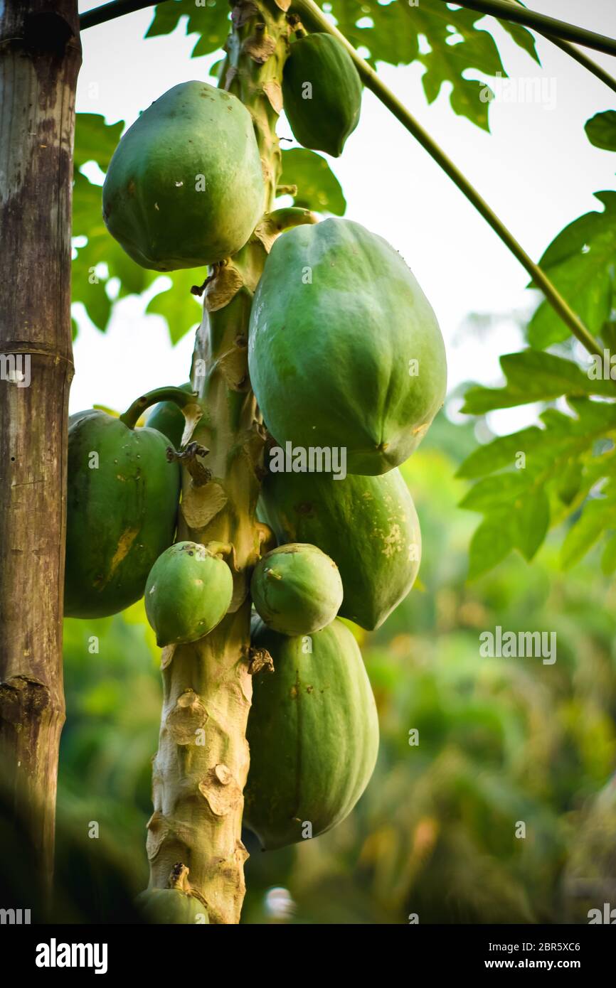Papaya papaw or pawpaw tree with fruits. Green papaya fruits growing on