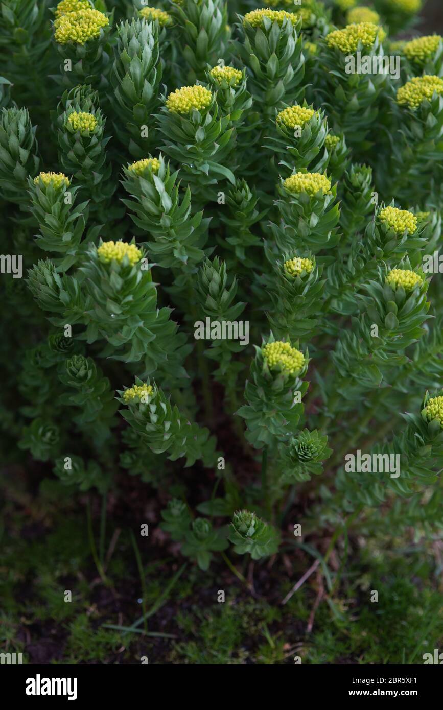 Rhodiola rosea close-up after sunset. Stock Photo