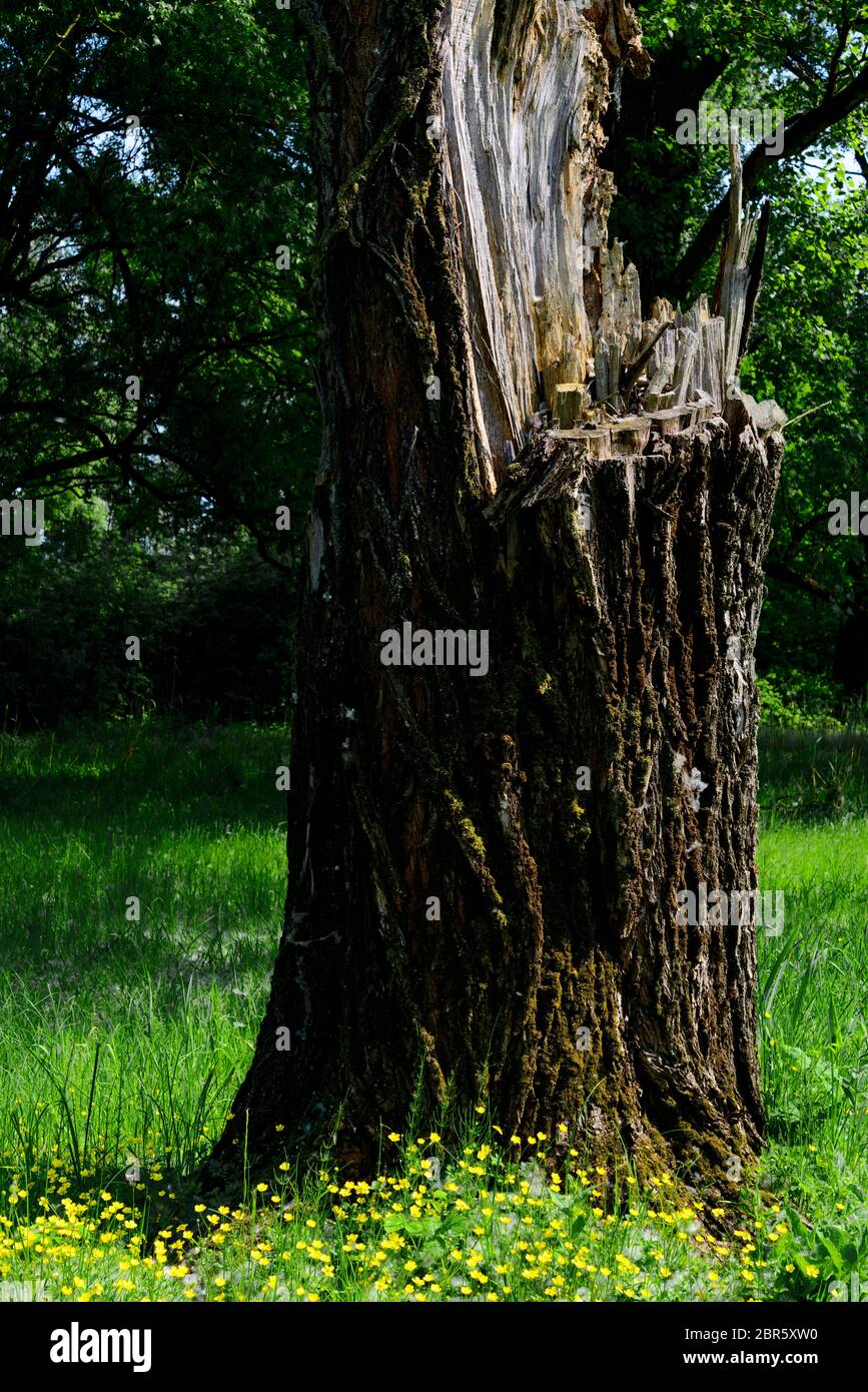 Dead tree feeds flowers that grow at its base Stock Photo