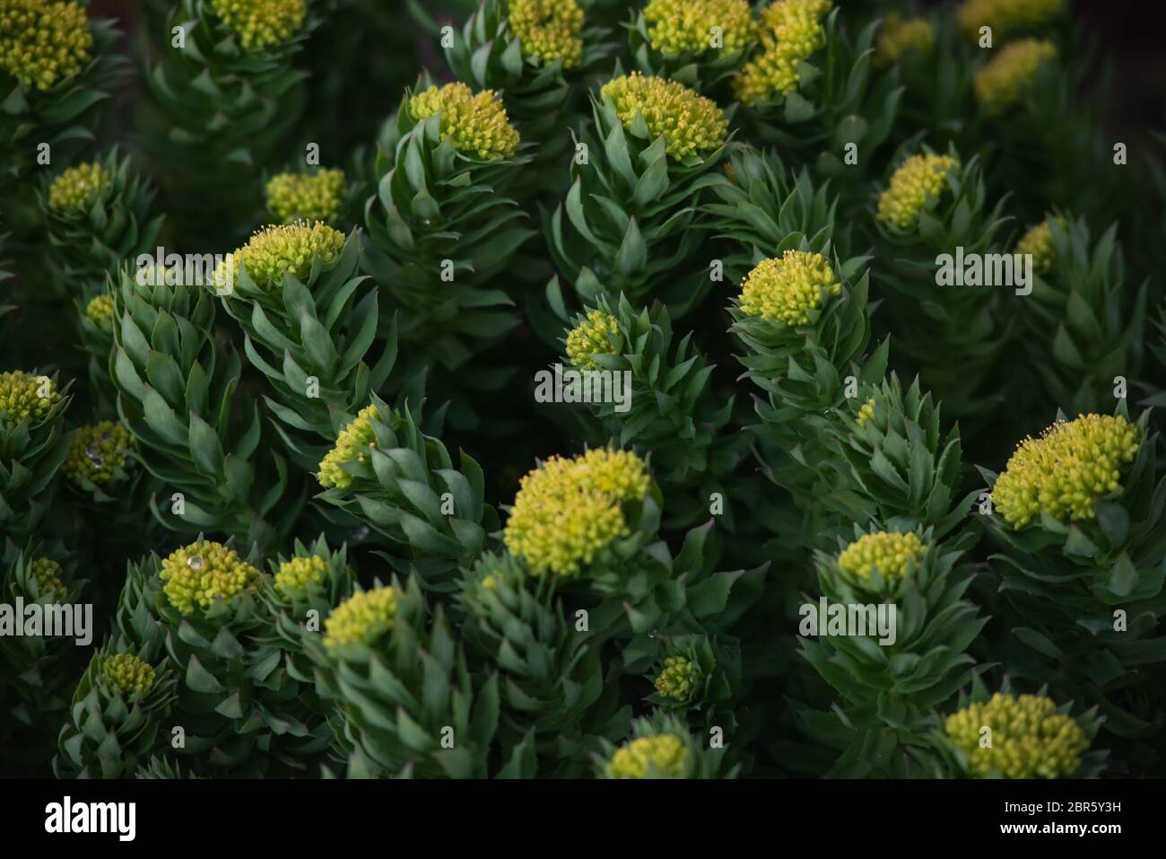 Rhodiola rosea close-up after sunset. Stock Photo