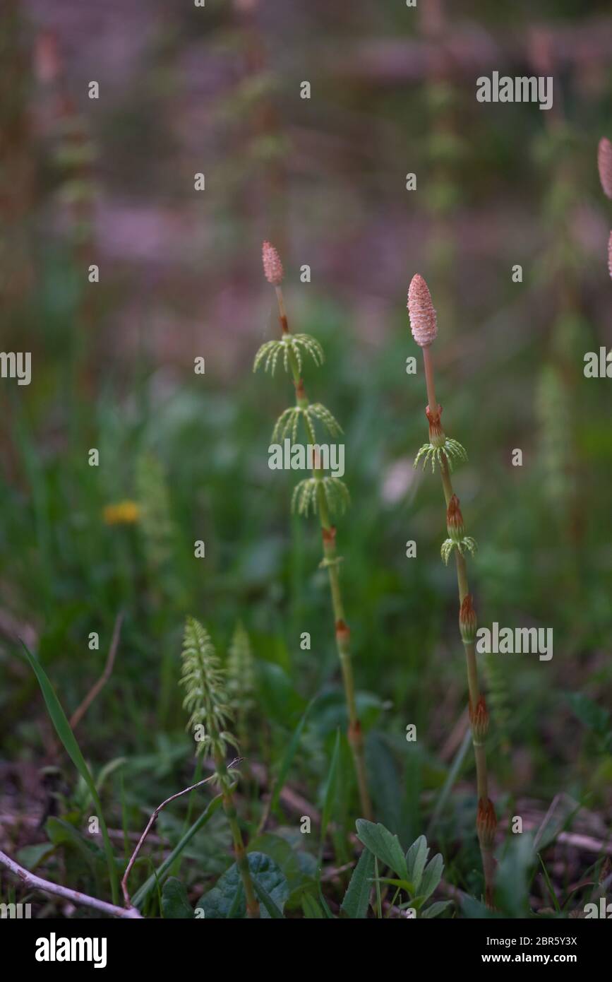 Horsetail field close-up in late may. Stock Photo