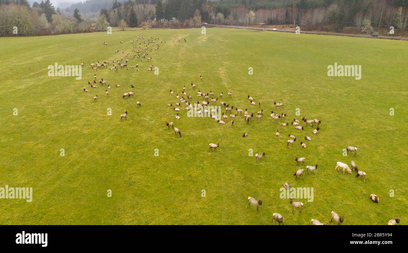 Aerial perspective of wild Roosenelt Elk feeding as a group in the Oregon coastal mountains Stock Photo