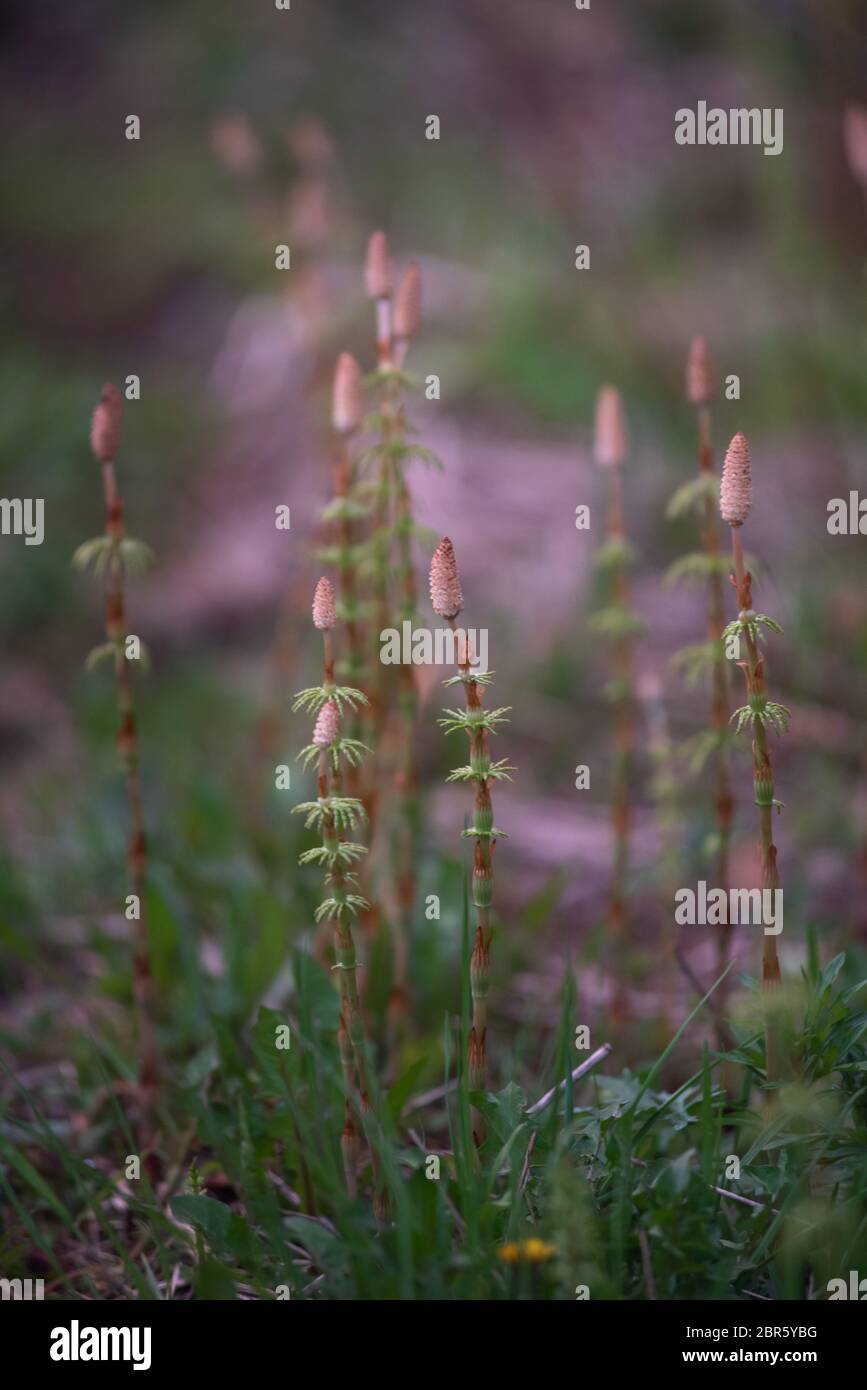 Horsetail field close-up in late may. Stock Photo