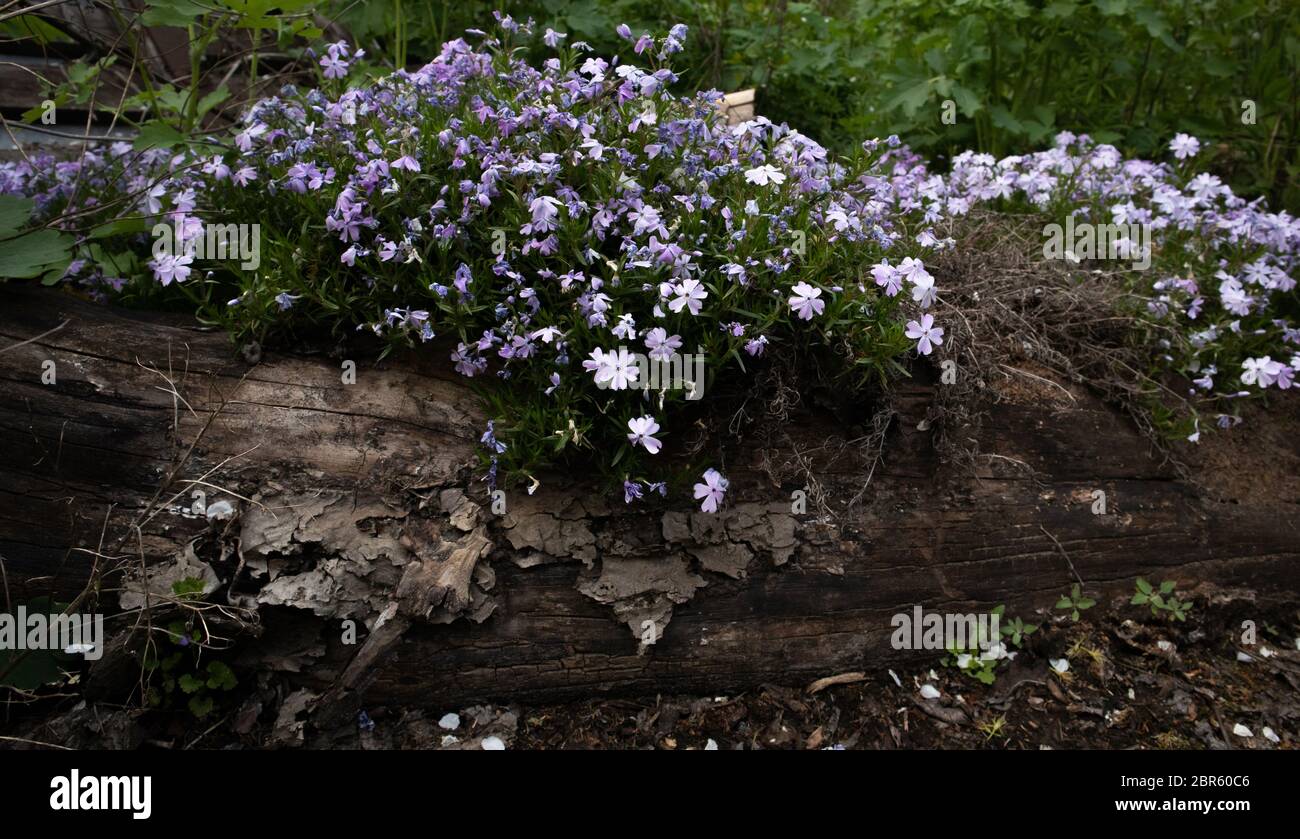 Phlox subulata, also known as the moss phlox. Blue flowers. Stock Photo