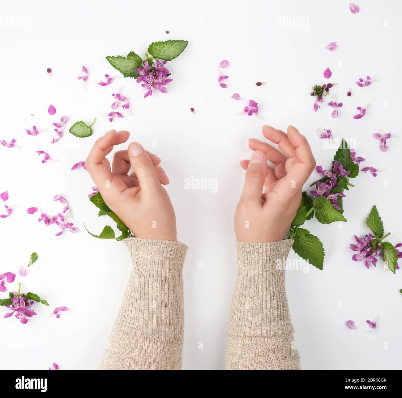 female hands and pink small flowers on a white  background, fashionable concept for hand skin care, anti-aging care, spa treatments, hands conditional Stock Photo