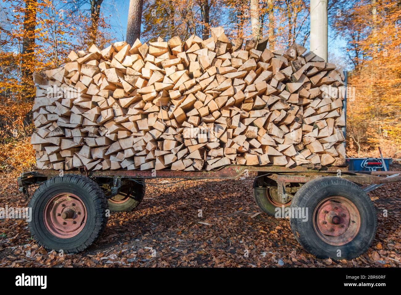 trailer with fresh splitted beech fire wood Stock Photo