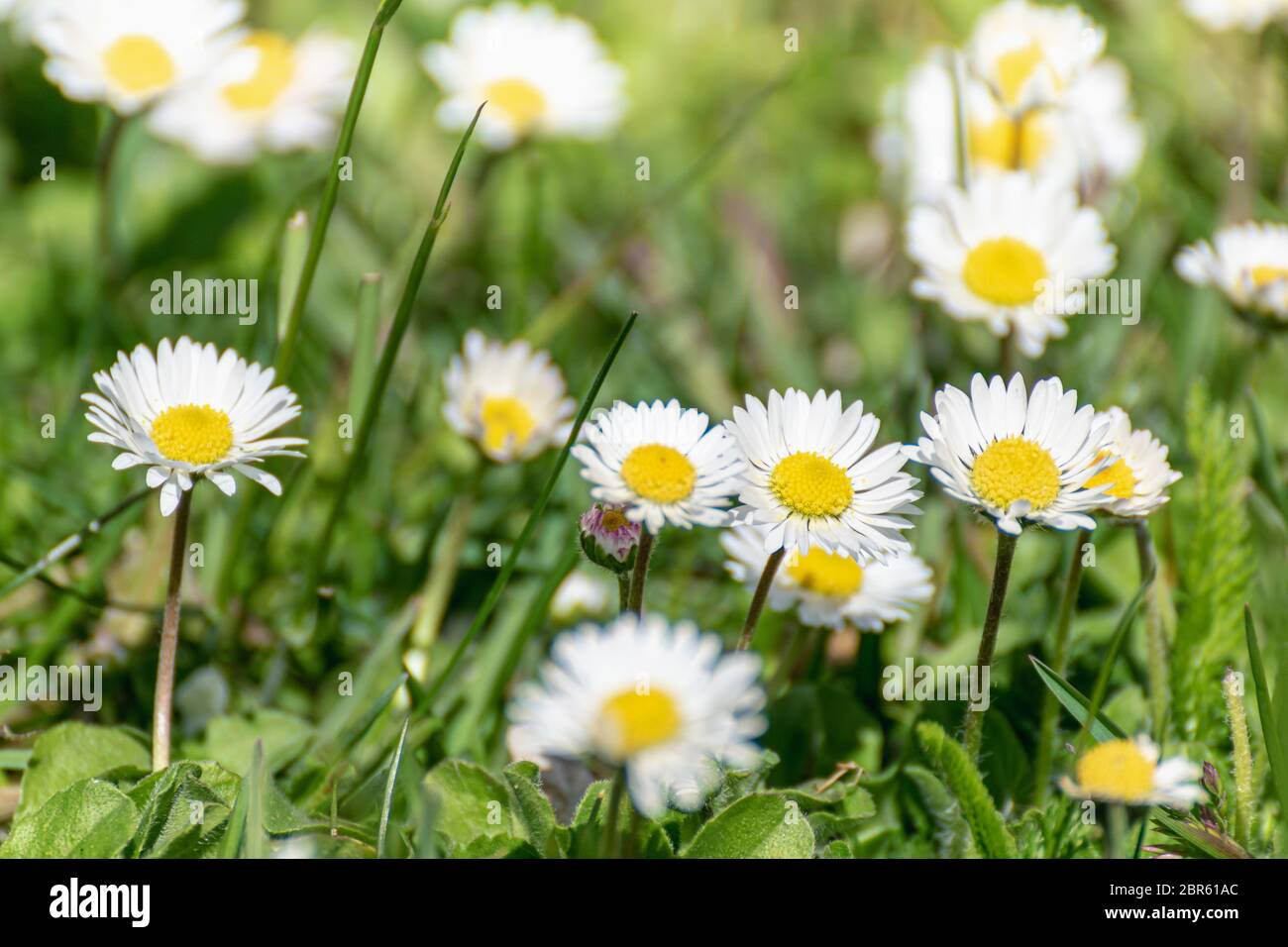 Spring meadow with lots of white daisy flowers in sunny day. Selective focus. Stock Photo
