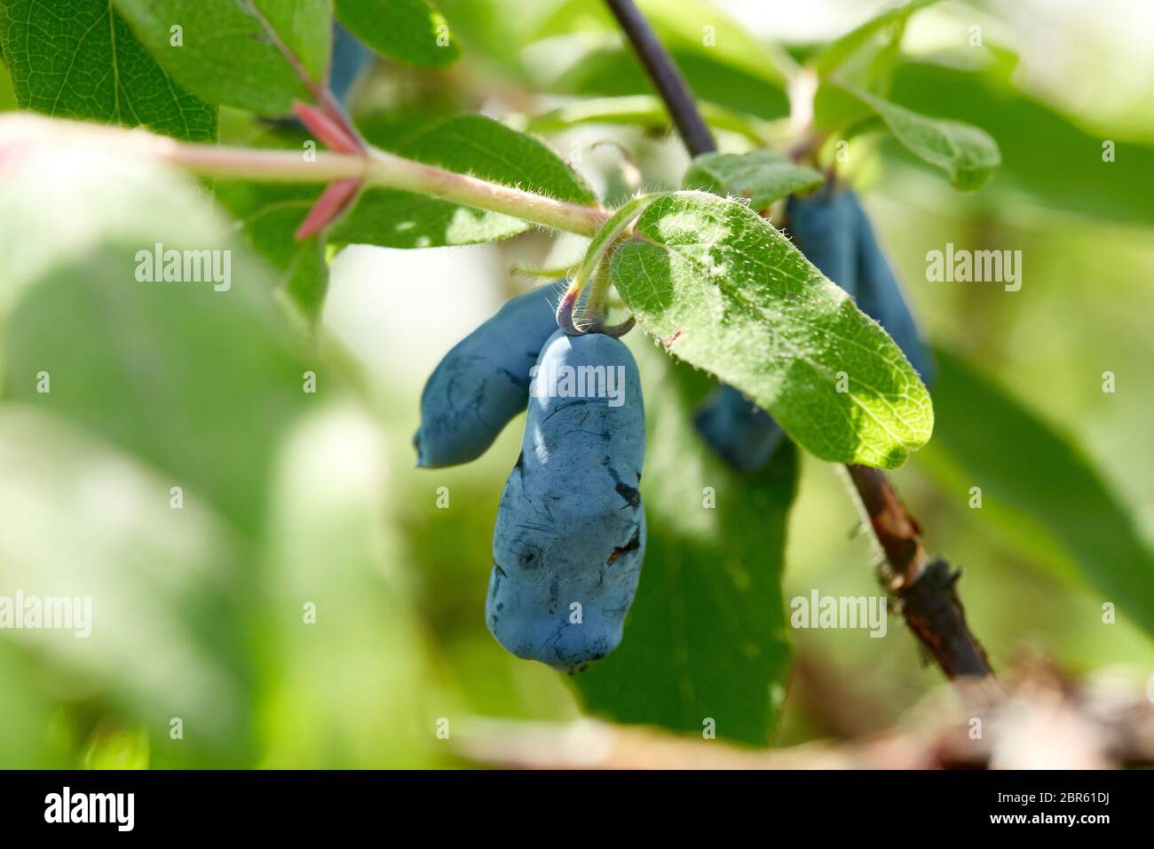 Blue ripe berries of honeysuckle on the branch with leaves of a bush (lat. Lonicera  edulis, Loncera caerulea). Gardening. Summer time to harvest ber Stock  Photo - Alamy