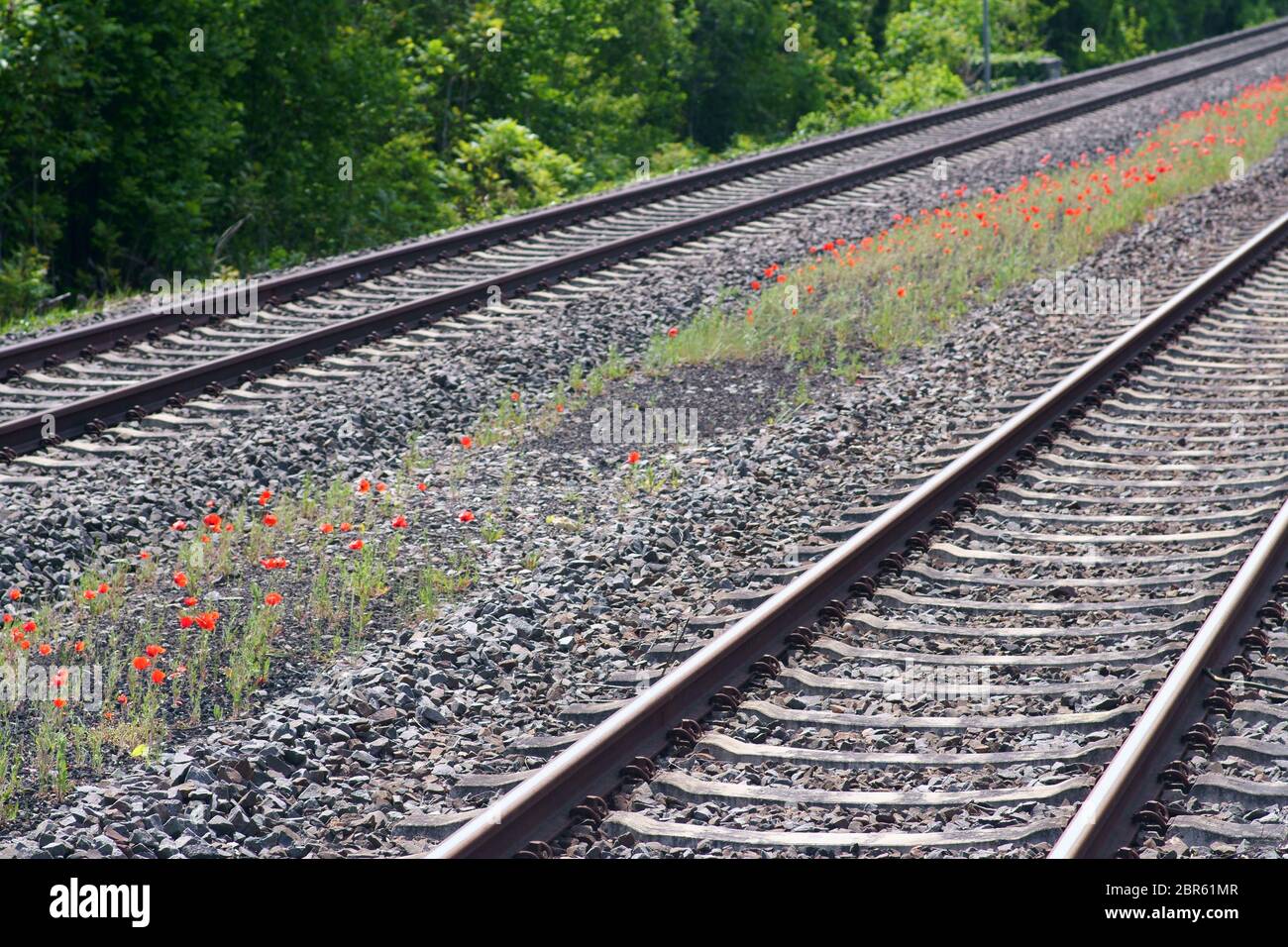 A flower meadow with poppies between the railroad tracks of a village train station. Stock Photo