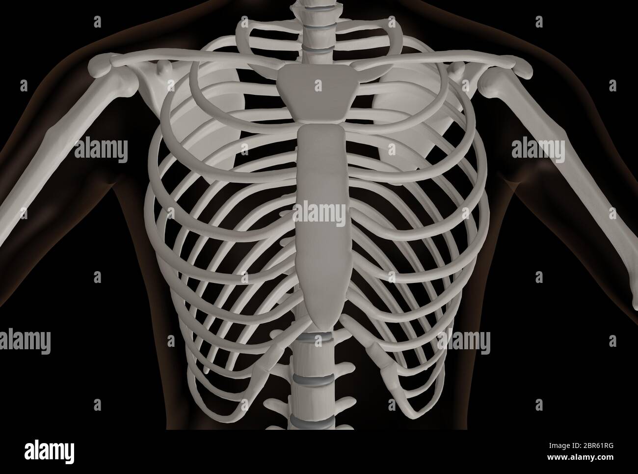 3d rendering of the chest part of the skeleton, the thoracic cavity Stock Photo