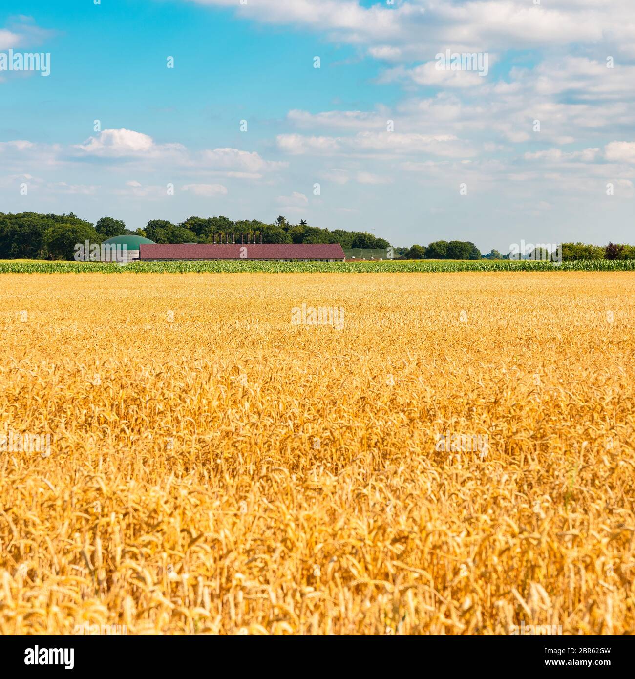 summer landscape with field of corn under blue sky Stock Photo - Alamy