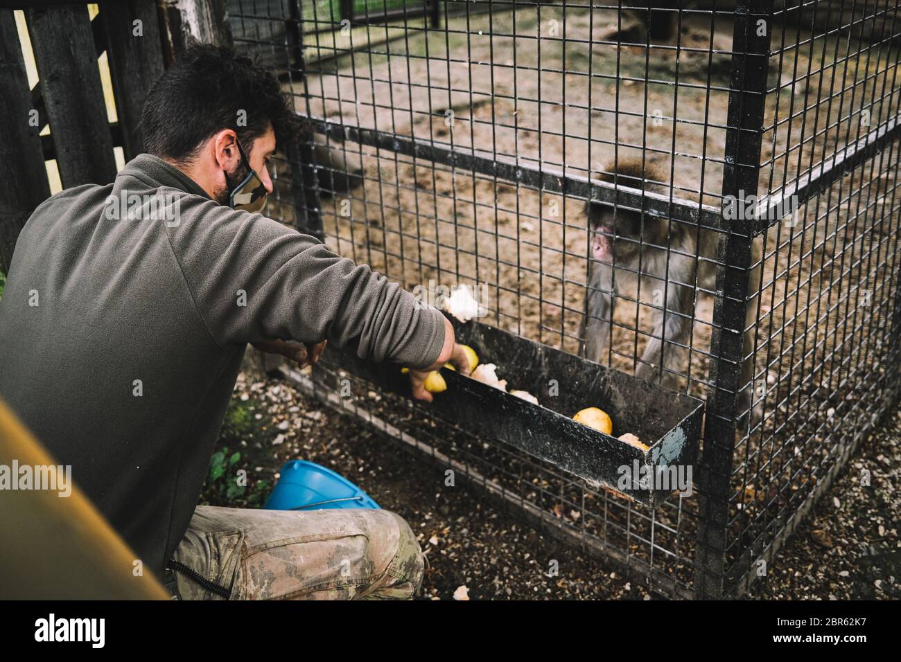 Walter, a zoo employee, taking care and feeding a monkey in the early morning. Turin 20-5-2020 Murazzano ( Cuneo ) The Langhe safari park has been closed since March because of the Covid-19 emergency. In order to continue feeding and taking care of the animals, they had to seek help from restaurateurs, farmers and shopkeepers to donate food to feed the animals. Born in 1976 in Murazzano in the beautiful Langhe area, the park is home to numerous species such as zebras, jaguars, wolves, camels, kangaroos, hippos and many other species Torino 20 Maggio 2020 Parco Safari delle Langhe - Muraz Stock Photo