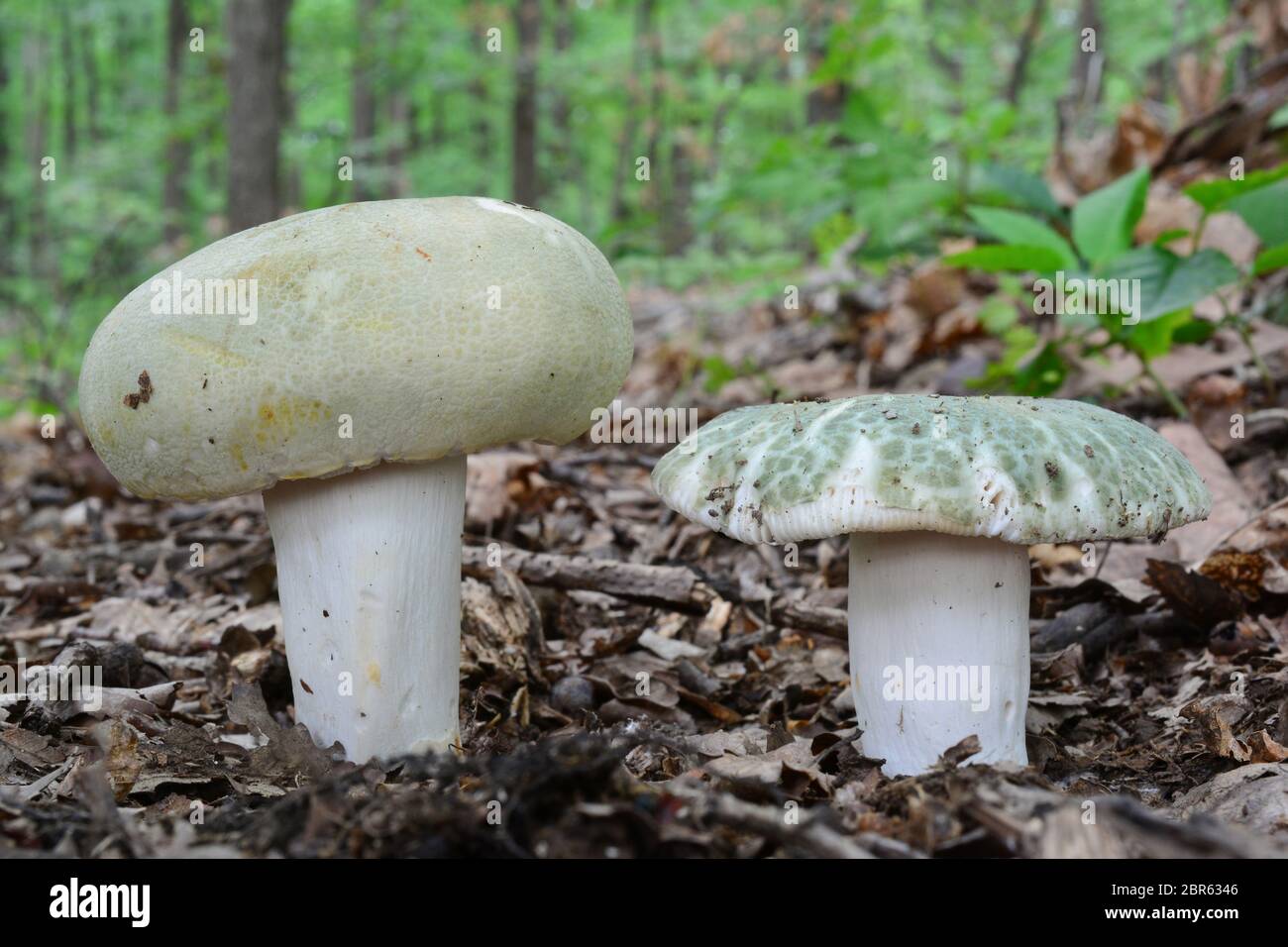 Brittlegill mushroom hires stock photography and images Alamy