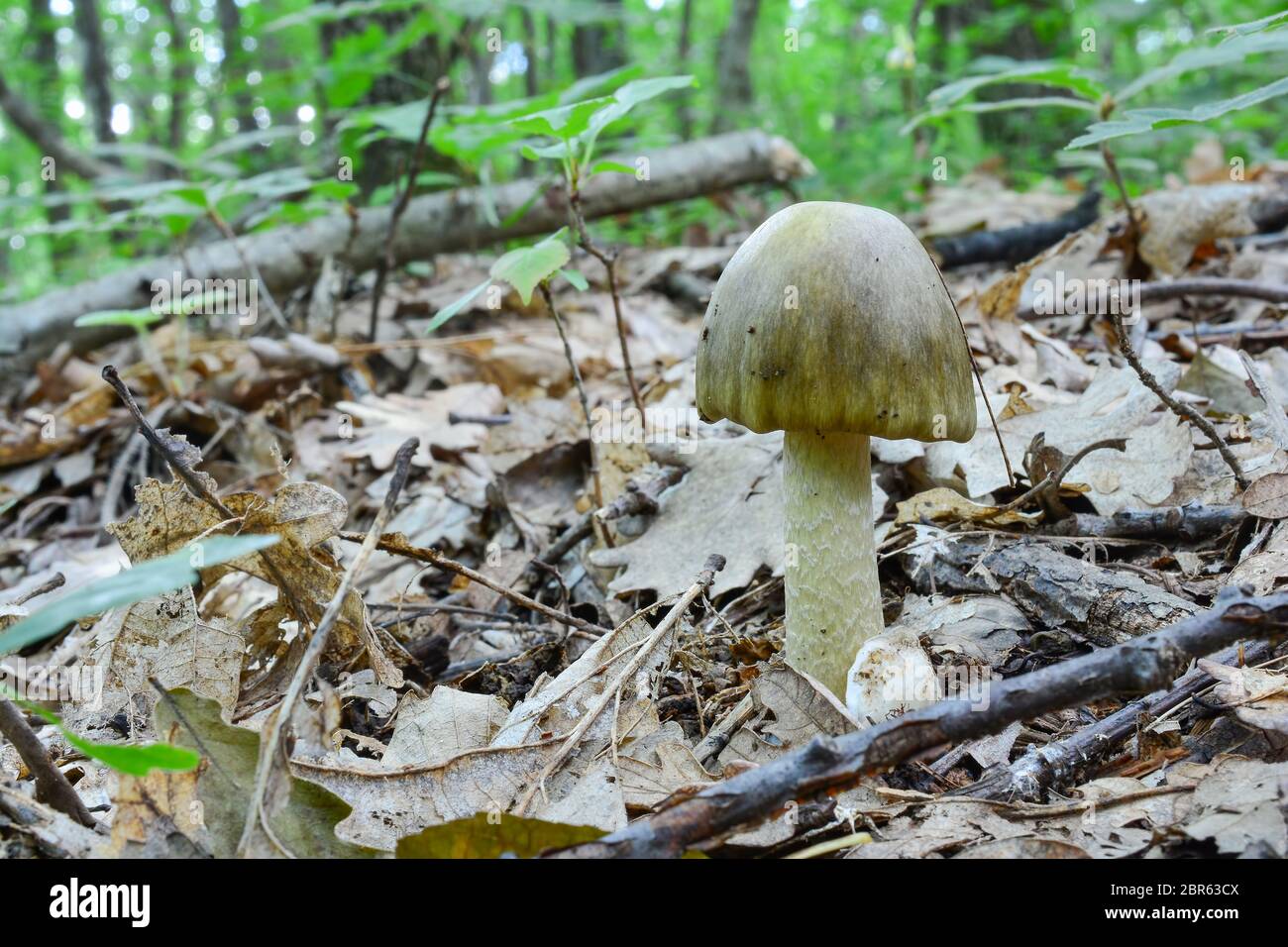Nice young specimen of Amanita phalloides or Deathcap mushroom, darker variety,  in natural habitat, oak forest, close up view, horizontal orientation Stock Photo