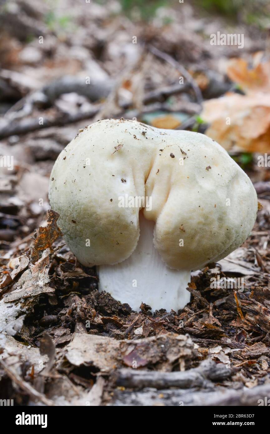 Very young specimen of Russula virescens or Greencracked brittlegill mushroom in natural habitat, oak forest, close up view, vertical orientation Stock Photo