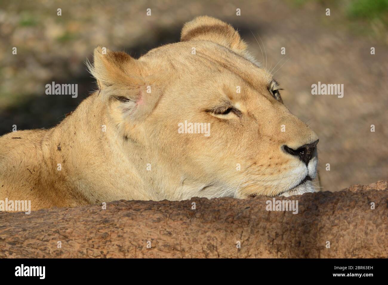 Hidden, dormant lioness taking afternoon  nap in golden hour after big meal, close up view Stock Photo