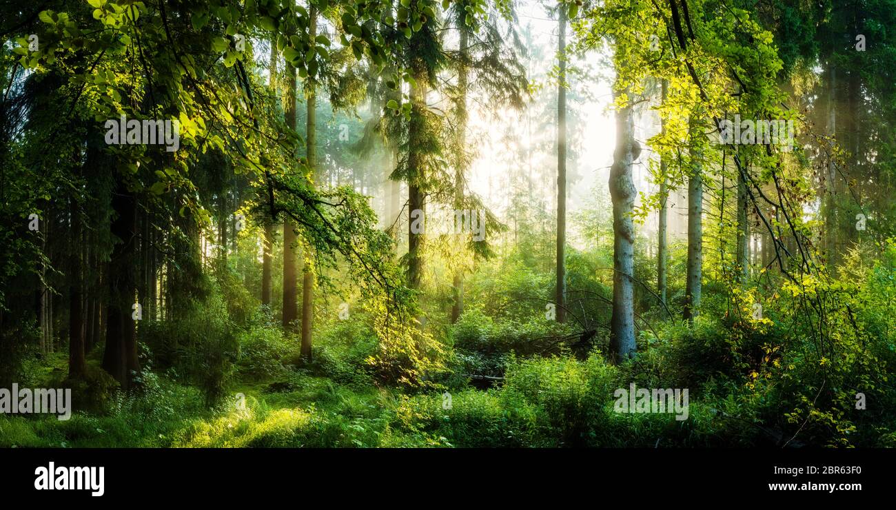 Sonnenaufgang im Wald, verträumte Szene in den Morgenstunden Stock Photo
