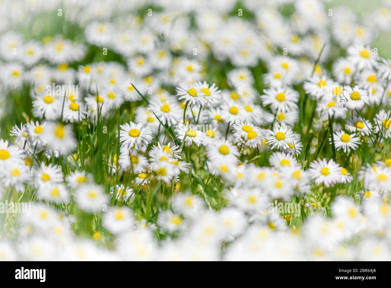 Bellis perennis. English daisy, daisies Stock Photo