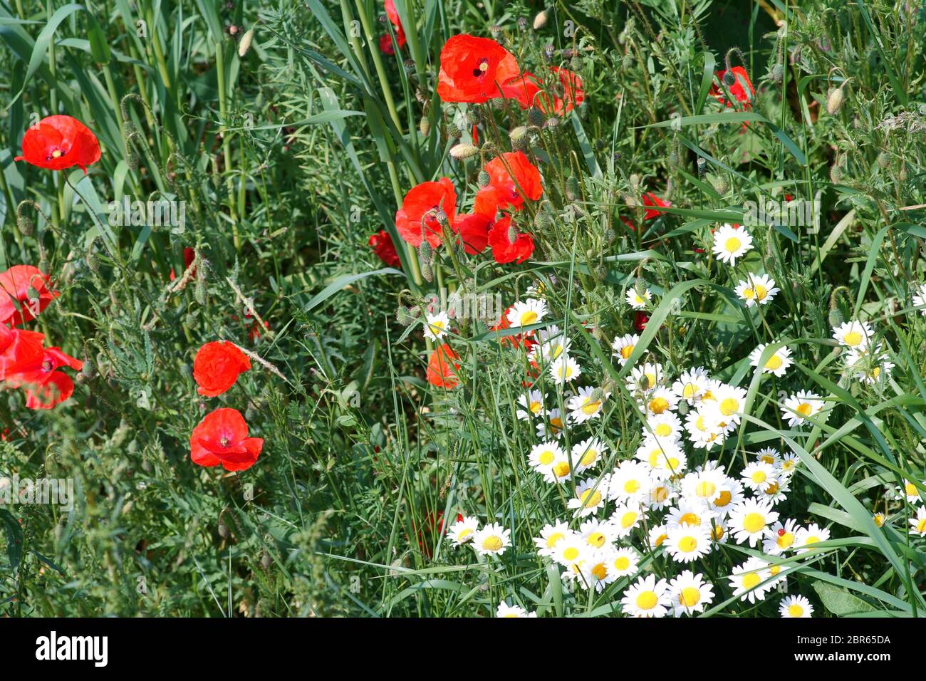 Red poppy flowers and white daisies on the edge of a field, surrounded by grass. Stock Photo