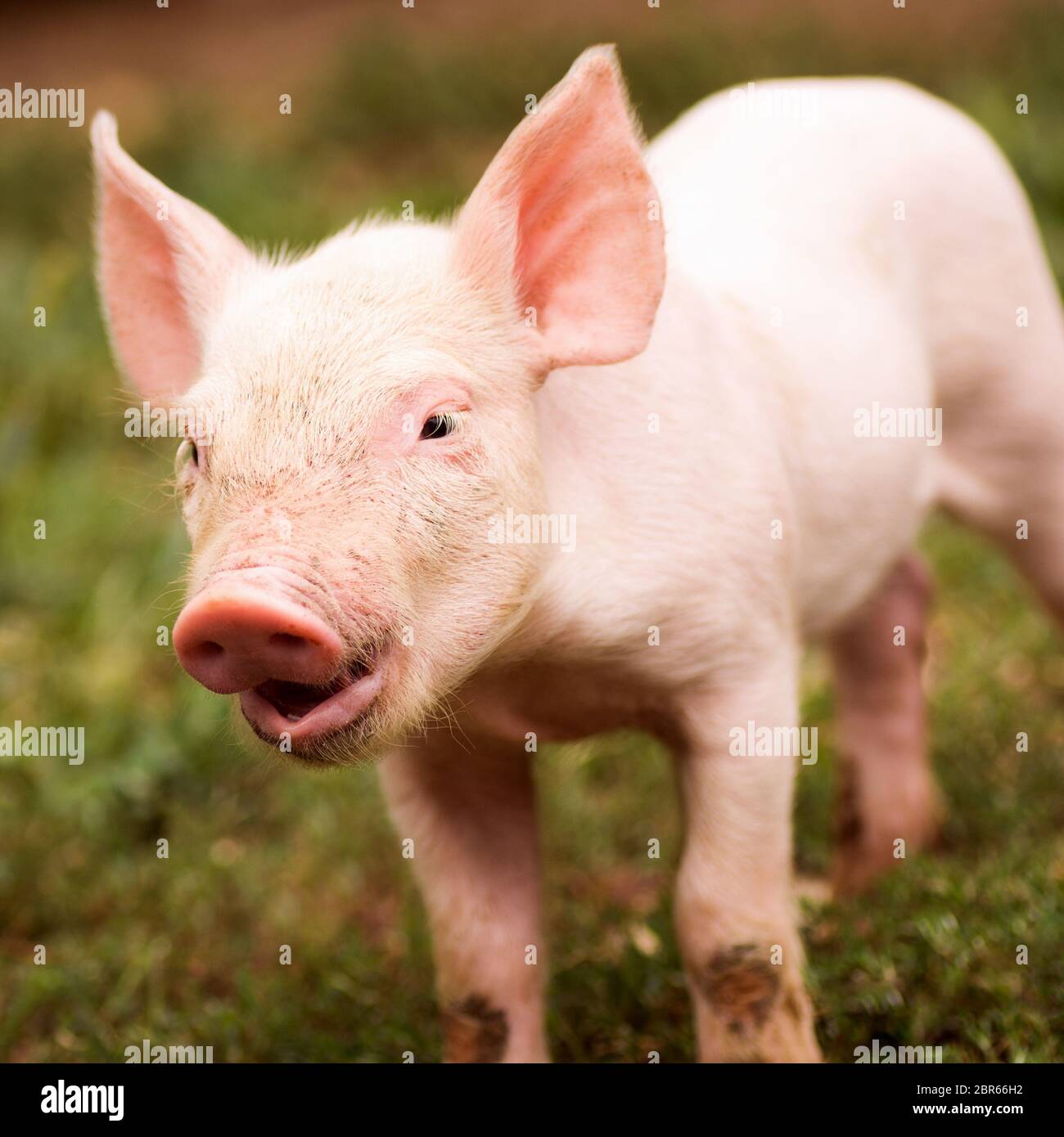 Cute little young pig is standing outdoors on grass. Stock Photo